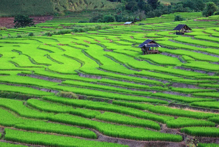 De berömda risfälten i norra Thailand 